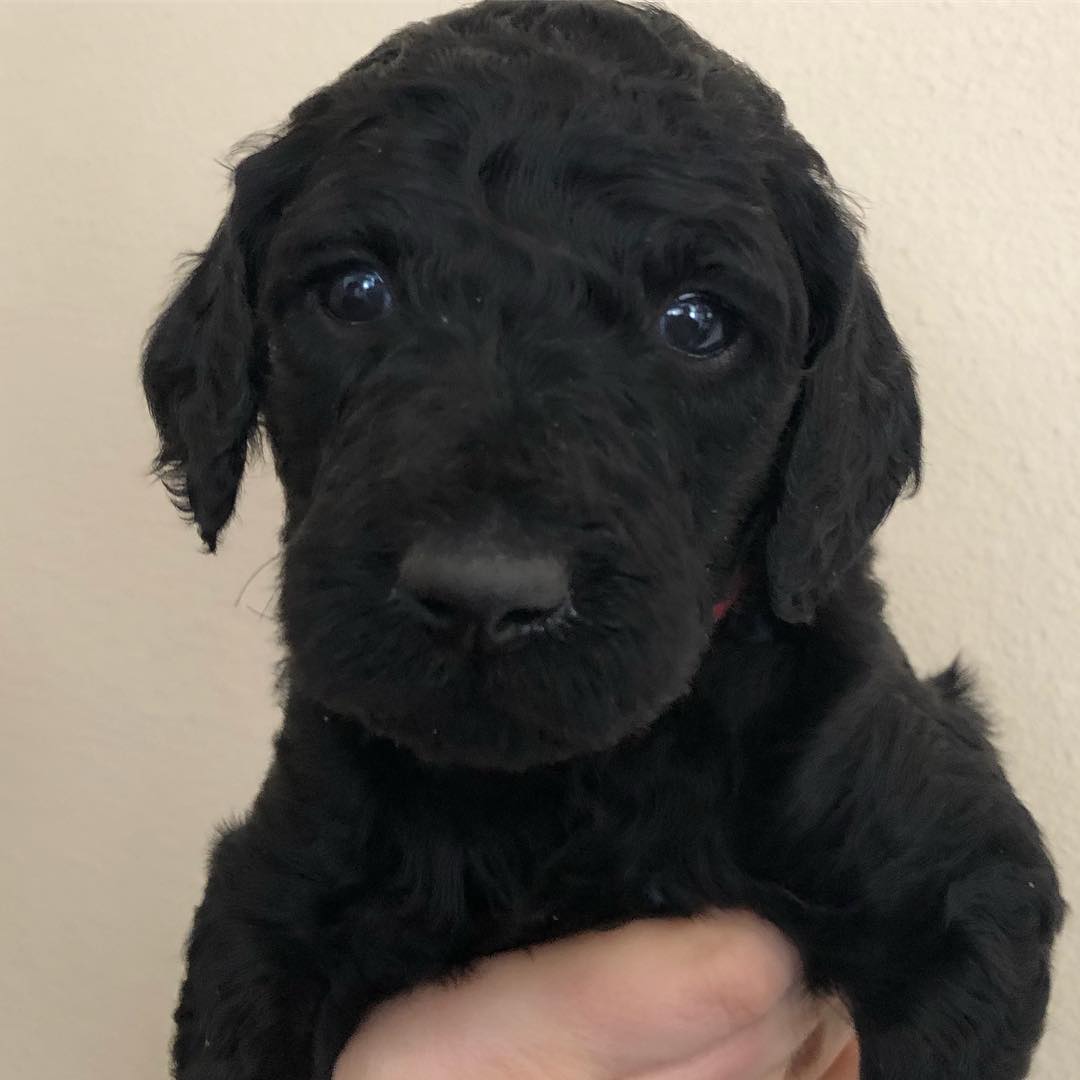 chicksanddoodles_20201023_122556_4