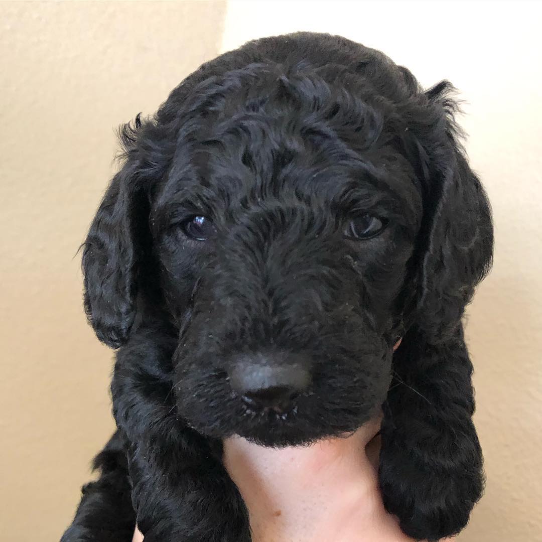 chicksanddoodles_20201023_122556_6