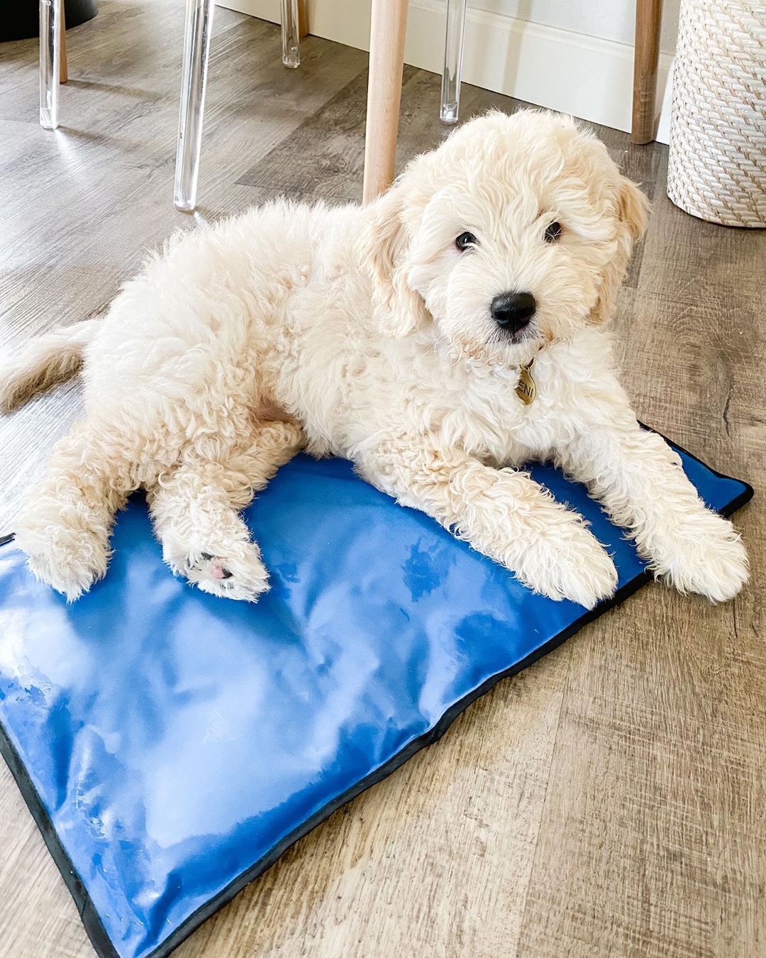 jenithesplendiddoodle_20201008_030532_0