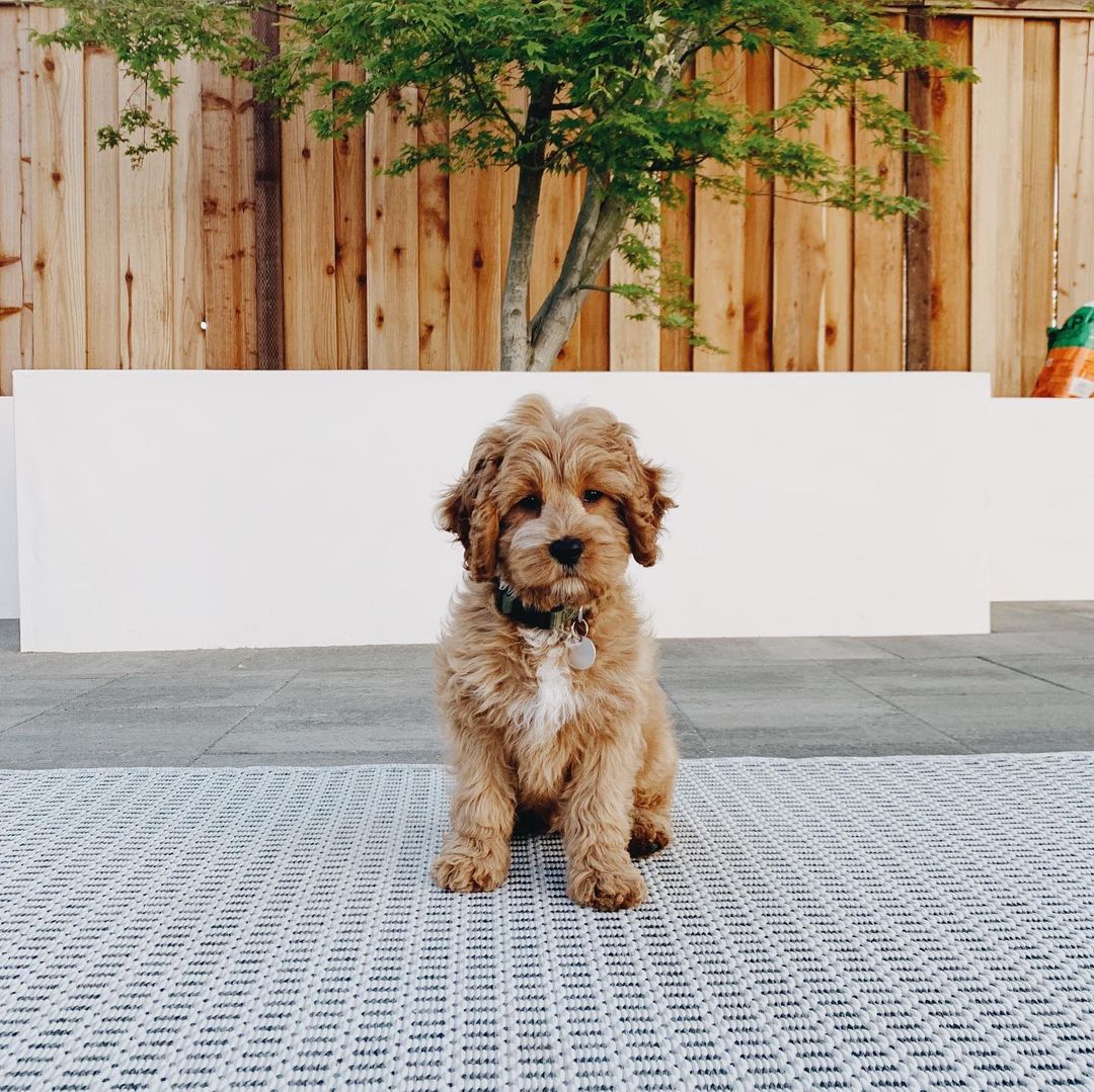 oaty.bear~p~CN8VA5JBo_M~1