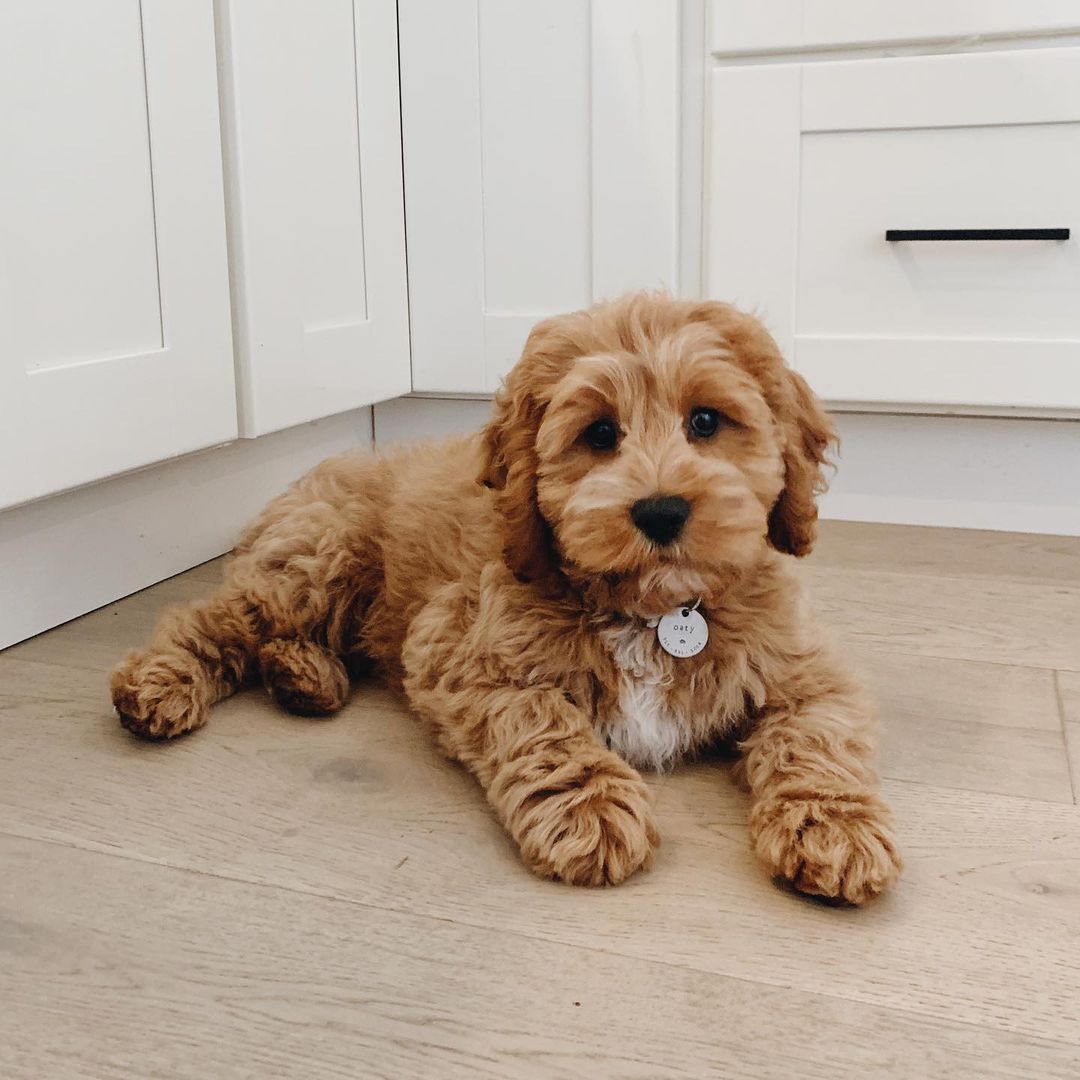 oaty.bear~p~CPDtKoxh8ek~1