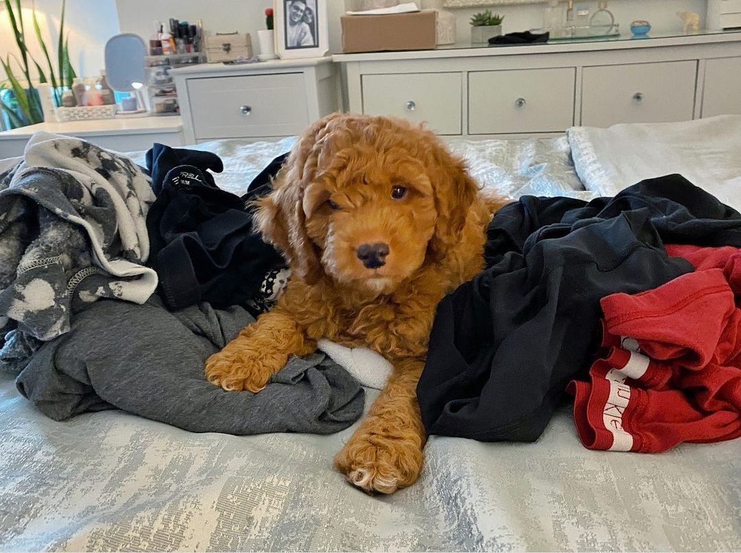 ollie_ollie_oxen_freee~p~CS2fVDCH8W1~1