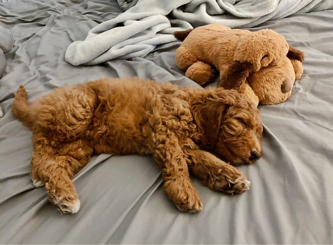 ollie_ollie_oxen_freee~p~CS4bfcZrpfm~1