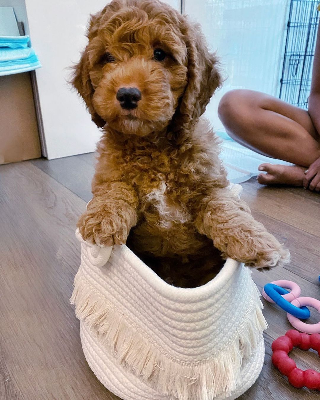 ollie_ollie_oxen_freee~p~CS8JaYNLDVk~1