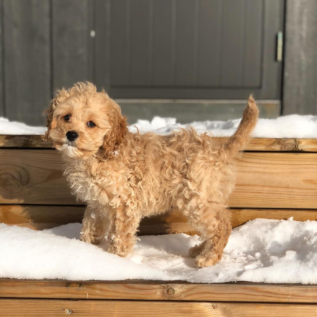 vegacockapoo~p~CMHfjzIHX92~1