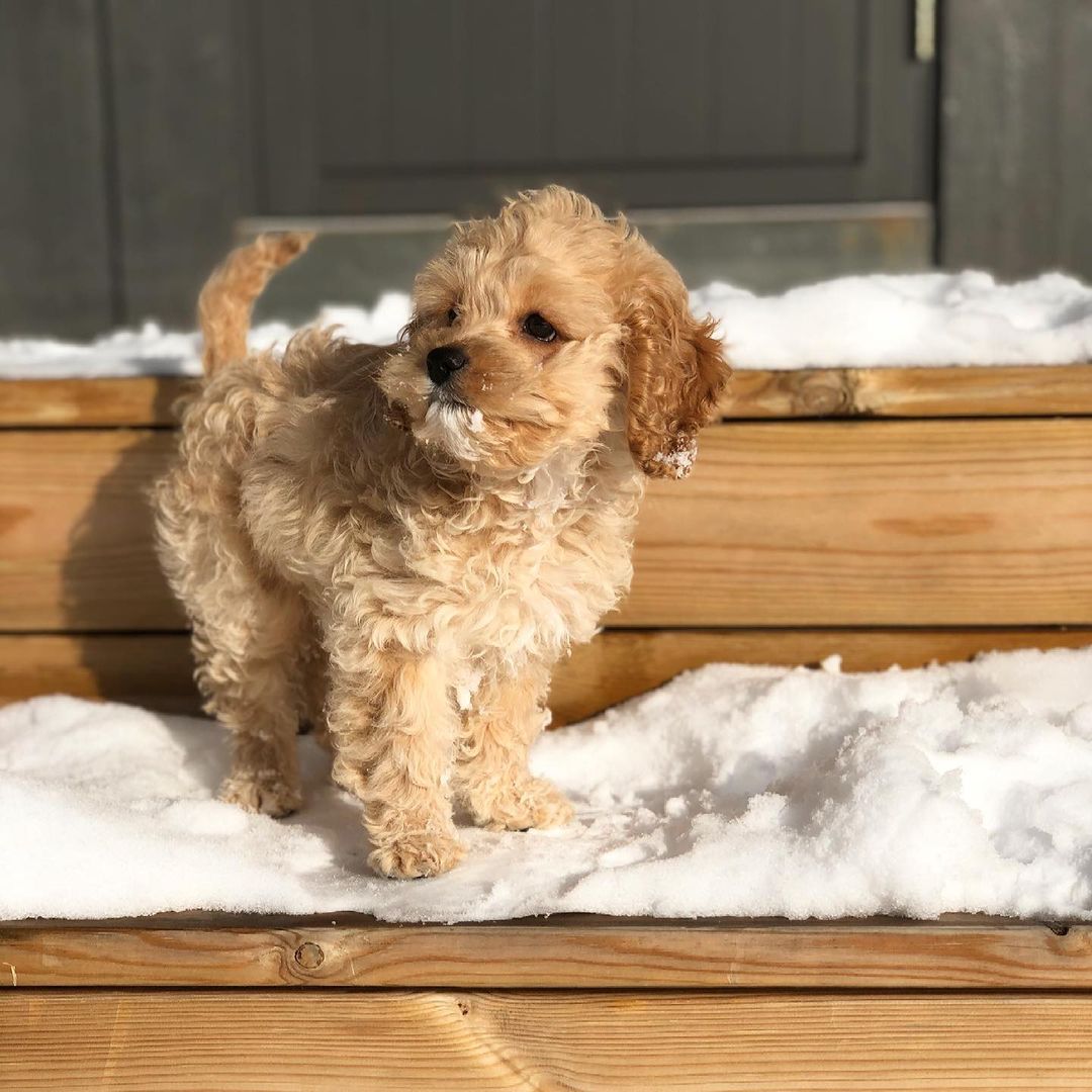 vegacockapoo~p~CMHfjzIHX92~2